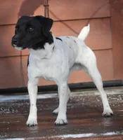 Sarabi litter, a  Jack Russell Terrier for sale in Raymond, MN – Photo 4 of 5