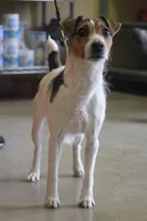 Sarabi litter, a  Jack Russell Terrier for sale in Raymond, MN – Photo 2 of 5