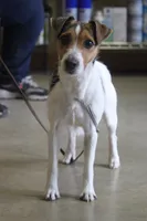 Sarabi litter, a  Jack Russell Terrier for sale in Raymond, MN – Photo 1 of 5