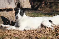 Bourbon, a male Jack Russell Terrier for sale in Raymond, MN – Photo 4 of 6