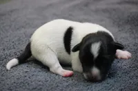 Bourbon, a male Jack Russell Terrier for sale in Raymond, MN – Photo 5 of 6