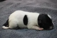 Bourbon, a male Jack Russell Terrier for sale in Raymond, MN – Photo 3 of 6