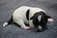 Bourbon, a male Jack Russell Terrier for sale in Raymond, MN – Photo 1 of 6