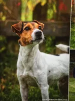 Bourbon, a male Jack Russell Terrier for sale in Raymond, MN – Photo 6 of 6