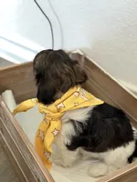 Boaz, a male Shorkie for sale in Aubrey, TX – 2 of 4