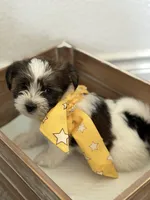 Asher, a male Shorkie for sale in Aubrey, TX – 5 of 7
