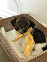 Boaz, a male Shorkie for sale in Aubrey, TX – 3 of 4