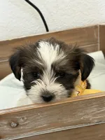 Asher, a male Shorkie for sale in Aubrey, TX – 6 of 7
