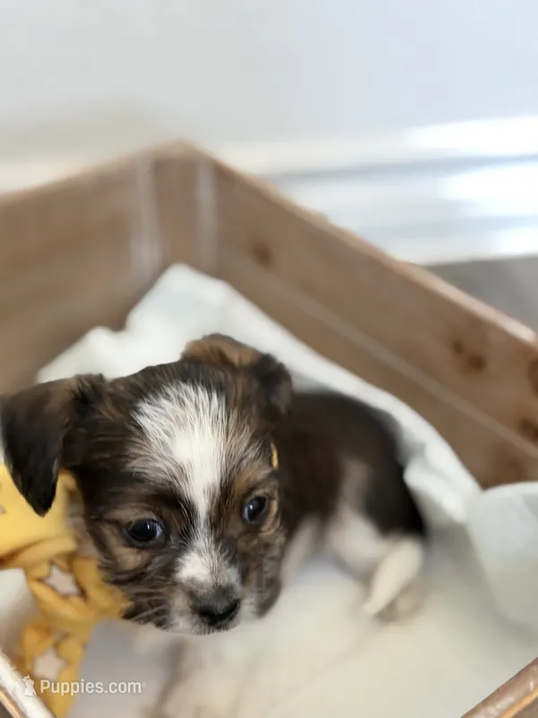 Judah  – Shorkie puppy for sale in Aubrey, TX
