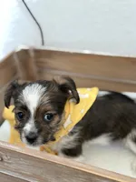 Judah , a male Shorkie for sale in Aubrey, TX – 5 of 8