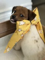 Joy, a female Jack Russell Terrier and Shih Tzu for sale in Aubrey, TX – 2 of 3