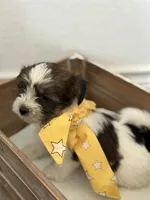 Asher, a male Shorkie for sale in Aubrey, TX – 3 of 7