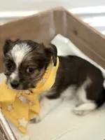 Judah , a male Shorkie for sale in Aubrey, TX – 4 of 8