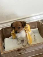 Joy, a female Jack Russell Terrier and Shih Tzu for sale in Aubrey, TX – 3 of 3