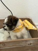 Asher, a male Shorkie for sale in Aubrey, TX – 2 of 7