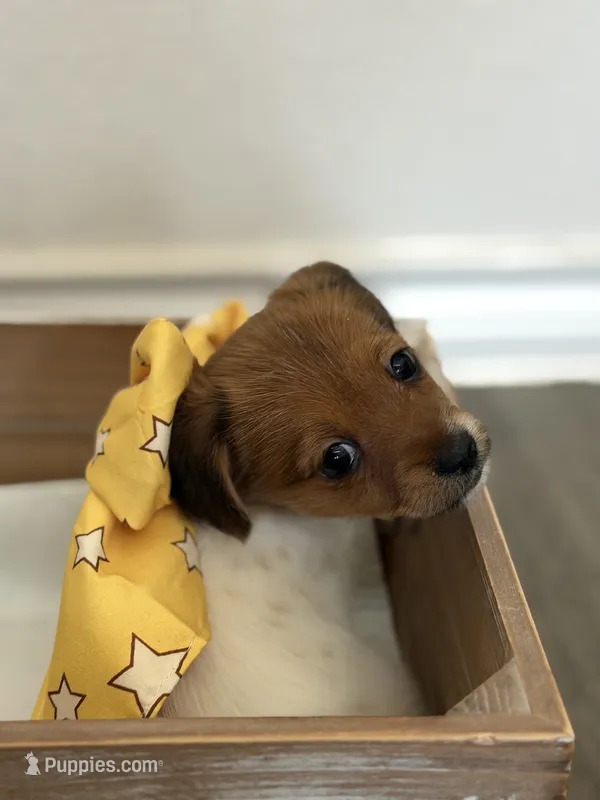 Joy – Jack Russell Terrier, Shih Tzu puppy for sale in Aubrey, TX