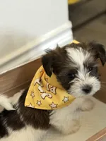 Asher, a male Shorkie for sale in Aubrey, TX – 7 of 7