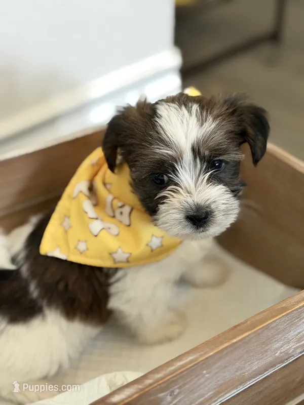 Asher – Shorkie puppy for sale in Aubrey, TX