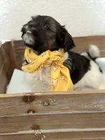 Boaz, a male Shorkie for sale in Aubrey, TX – 4 of 4