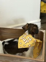 Judah , a male Shorkie for sale in Aubrey, TX – 7 of 8