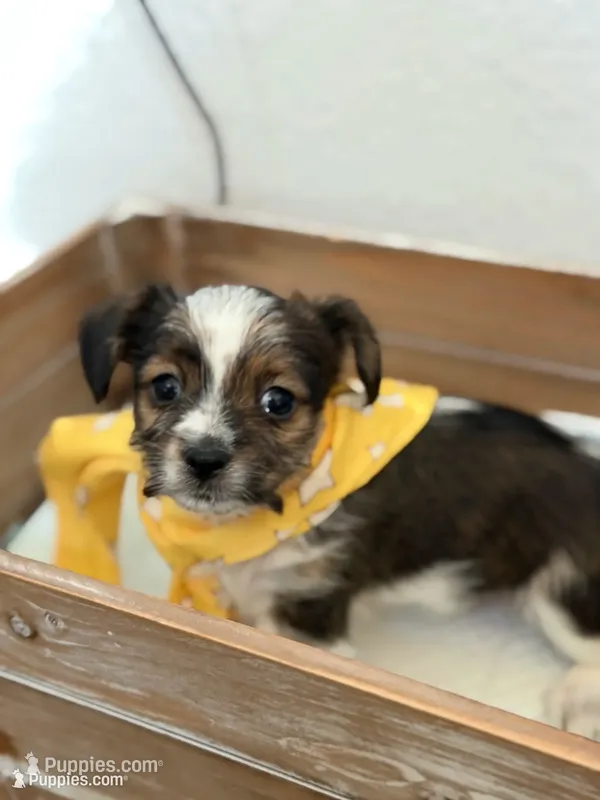 Judah  – Shorkie puppy for sale in Aubrey, TX