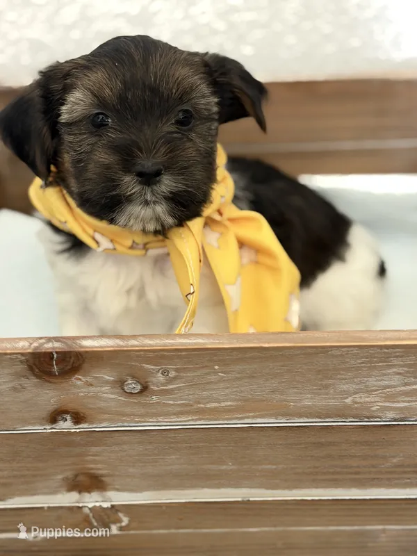 Boaz – Shorkie puppy for sale in Aubrey, TX