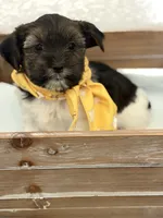 Boaz, a male Shorkie for sale in Aubrey, TX – 1 of 4