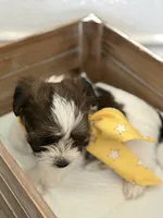 Asher, a male Shorkie for sale in Aubrey, TX – 4 of 7