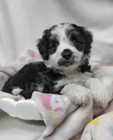 Lady, a female Miniature Aussiedoodle for sale in Bolivar, MO – 5 of 5