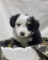 Paddy, a male Miniature Aussiedoodle for sale in Bolivar, MO – 2 of 6