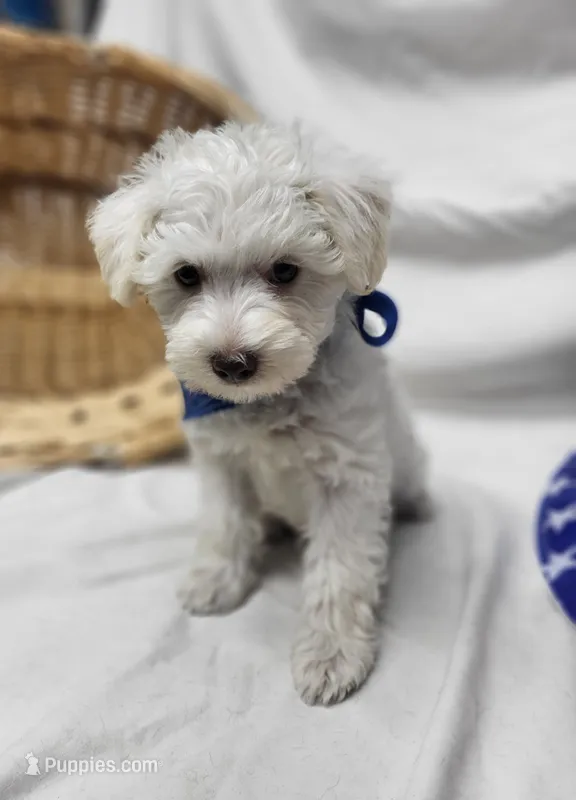 Jefferson – Schnoodle puppy for sale in Bolivar, MO