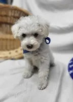 Jefferson, a male Schnoodle for sale in Bolivar, MO – 1 of 7
