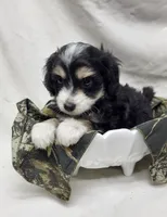 Pongo, a male Miniature Aussiedoodle for sale in Bolivar, MO – 6 of 6
