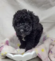 Duchess, a female Poodle - Miniature  for sale in Bolivar, MO – 3 of 6