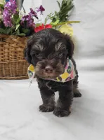 Chip, a male Schnoodle for sale in Bolivar, MO – 4 of 6