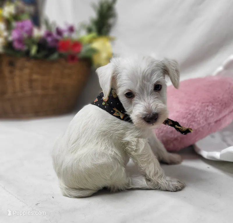 King – Schnoodle puppy for sale in Bolivar, MO