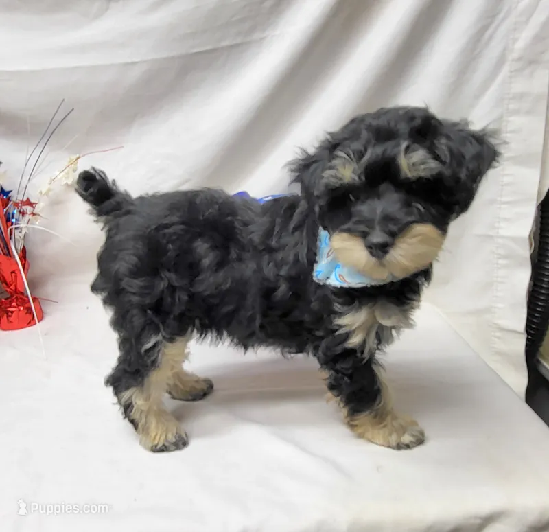 Dash – Schnoodle puppy for sale in Bolivar, MO