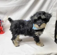 Dash, a male Schnoodle for sale in Bolivar, MO – 1 of 9