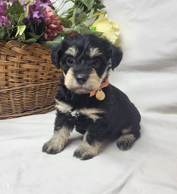 Bailey – Schnoodle puppy for sale in Bolivar, MO
