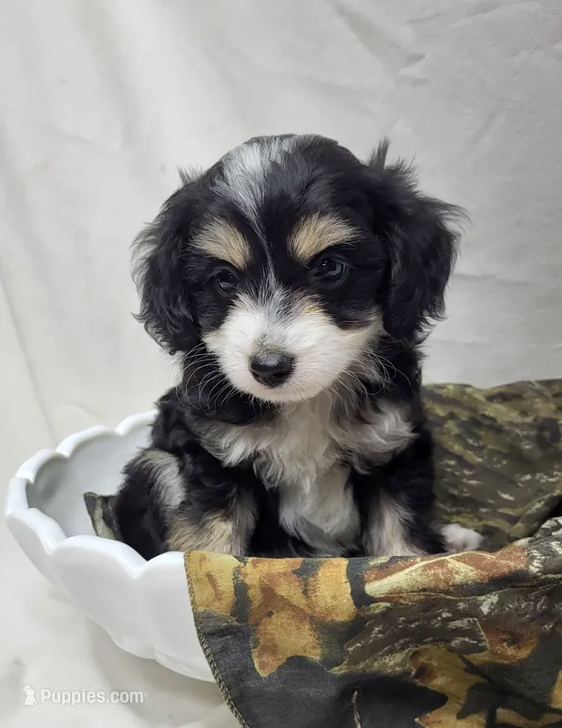 Pongo – Miniature Aussiedoodle puppy for sale in Bolivar, MO