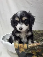 Pongo, a male Miniature Aussiedoodle for sale in Bolivar, MO – 1 of 6