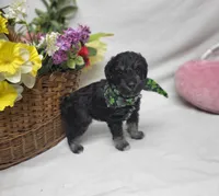 Jagger, a male Schnoodle for sale in Bolivar, MO – 5 of 9
