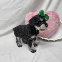 Ivy, a female Schnoodle for sale in Bolivar, MO – 5 of 9