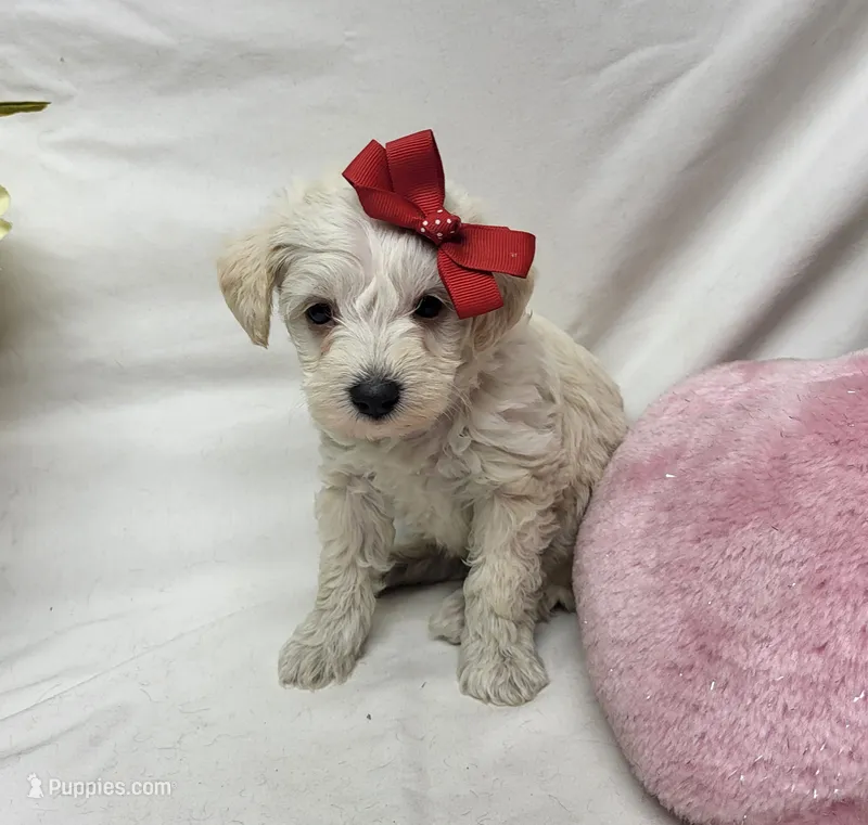 Diamond – Schnoodle puppy for sale in Bolivar, MO
