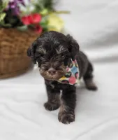 Chip, a male Schnoodle for sale in Bolivar, MO – 3 of 6