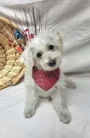 Raffles, a male Schnoodle for sale in Bolivar, MO – 9 of 10