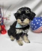 Dash, a male Schnoodle for sale in Bolivar, MO – 8 of 9
