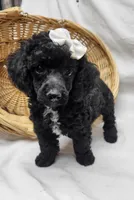 Duches, a female Poodle - Miniature  for sale in Bolivar, MO – 4 of 8