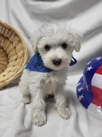 Jefferson, a male Schnoodle for sale in Bolivar, MO – 6 of 7