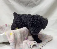 Duchess, a female Poodle - Miniature  for sale in Bolivar, MO – 2 of 6